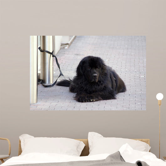 Chien