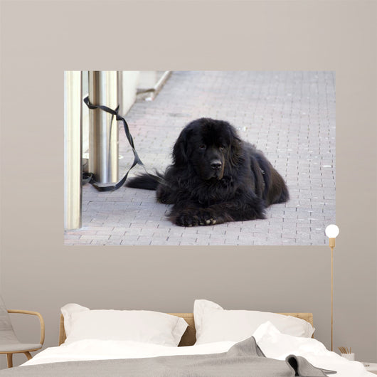 Chien