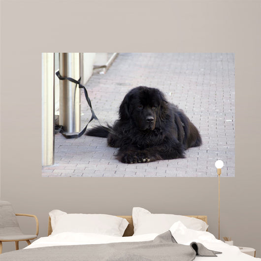 Chien