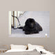 Chien