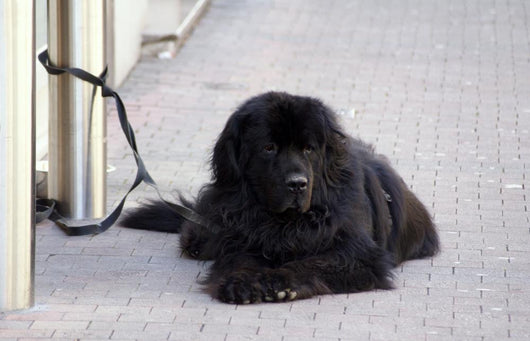 Chien