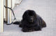 Chien