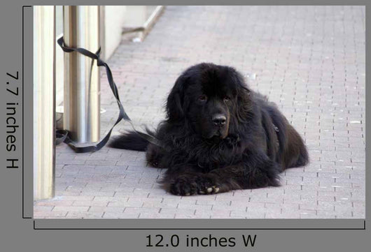 Chien