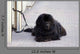 Chien
