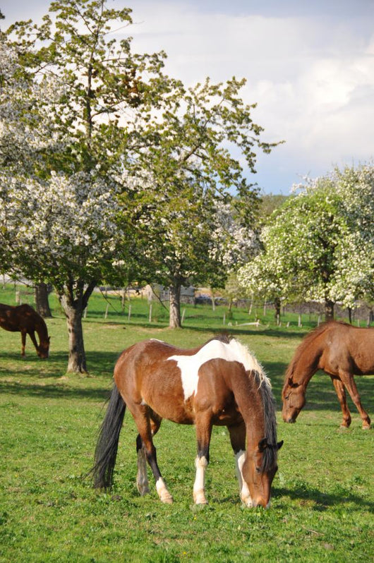Horse Wall Mural