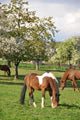 Horse Wall Mural