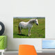 Wild White Pony Wall Mural