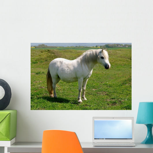 Wild White Pony Wall Mural