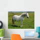 Wild White Pony Wall Mural