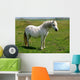 Wild White Pony Wall Mural