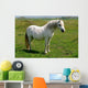 Wild White Pony Wall Mural