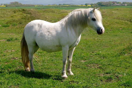 Wild White Pony Wall Mural