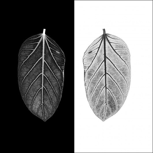 Contrast Black and White