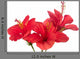 Three Red Hibiscus Wall Decal