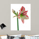 Amaryllis Red White Decorative Wall Decal