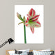 Amaryllis Red White Decorative Wall Decal