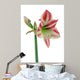 Amaryllis Red White Decorative Wall Decal