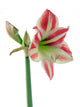 Amaryllis Red White Decorative Wall Decal