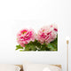 pink peony flower Wall Decal