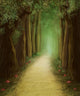 magic dark forest road, digital painting Wall Mural