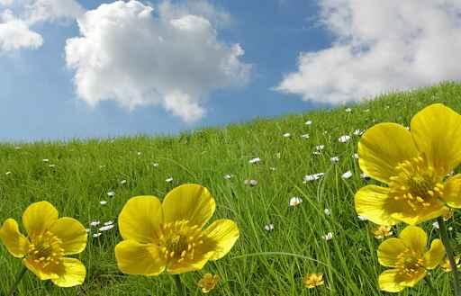 Bouton D'or Nuages Wall Decal