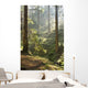 Spring Morning Woods