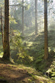 Spring Morning Woods