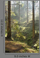 Spring Morning Woods