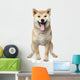 Smiling Shiba inu dog Wall Decal