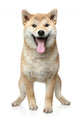 Smiling Shiba inu dog Wall Decal