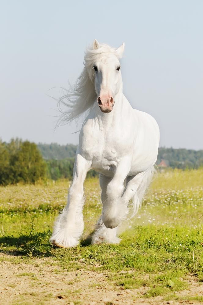 White Shire Horse Runs – Wallmonkeys