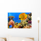 Photo of a coral colony, Red Sea, Egypt Wall Mural