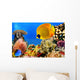 Photo of a coral colony, Red Sea, Egypt Wall Mural