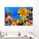 Photo of a coral colony, Red Sea, Egypt Wall Mural