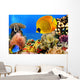 Photo of a coral colony, Red Sea, Egypt Wall Mural
