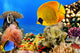 Photo of a coral colony, Red Sea, Egypt Wall Mural