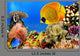 Photo of a coral colony, Red Sea, Egypt Wall Mural