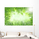 Green Bamboo Leaves over