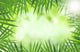Green Bamboo Leaves over