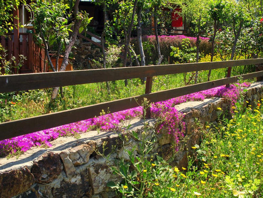 Garden Wall Mural