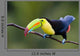 Keel Billed Toucan from