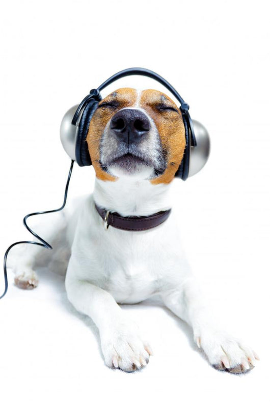 Dog Listening Music Wall Decal