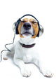 Dog Listening Music Wall Decal