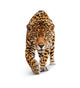 Front View Jaguar Wall Decal