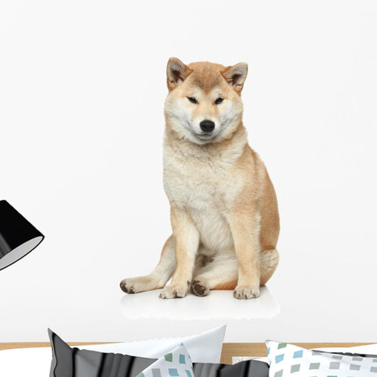Shiba inu dog on a white background Wall Decal
