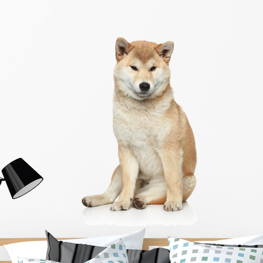 Shiba inu dog on a white background Wall Decal