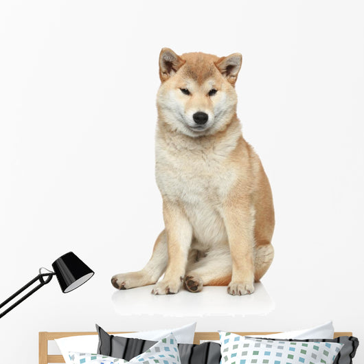 Shiba inu dog on a white background Wall Decal