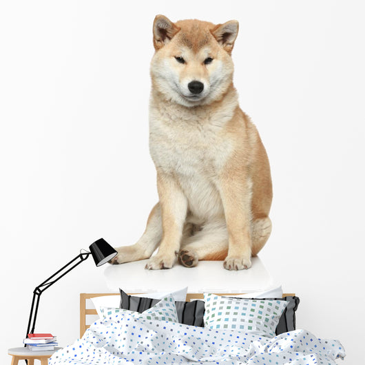 Shiba inu dog on a white background Wall Decal