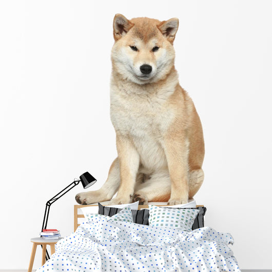 Shiba inu dog on a white background Wall Decal