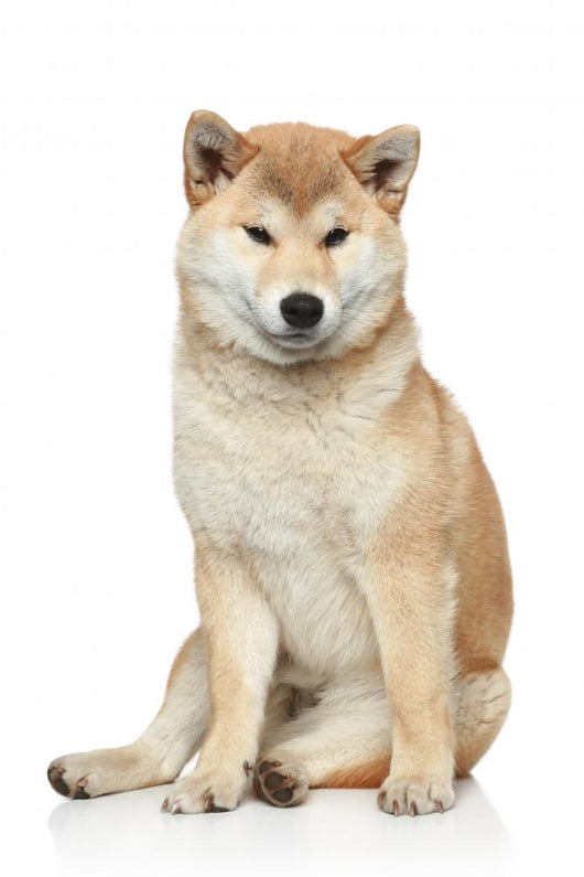 Shiba inu dog on a white background Wall Decal